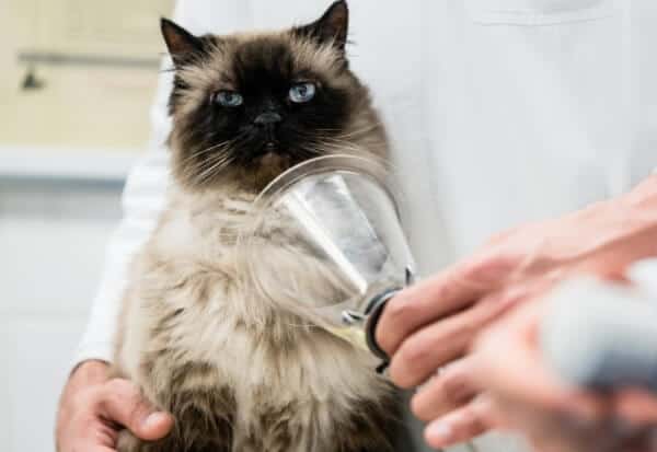 A cat receiving compressed air by a veterinarian.