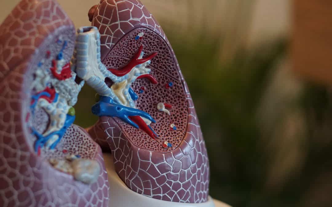 A model of the inside of a pair of lungs.