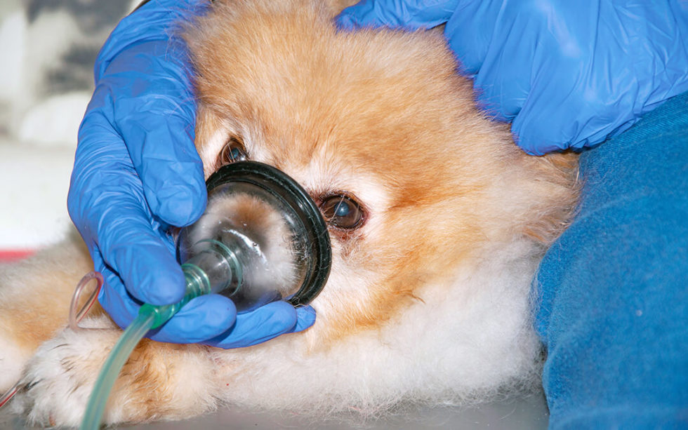 6-ways-animals-receive-oxygen-in-veterinary-medicine