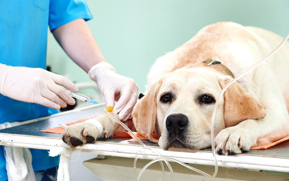 6 Ways Animals Receive Oxygen In Veterinary Medicine