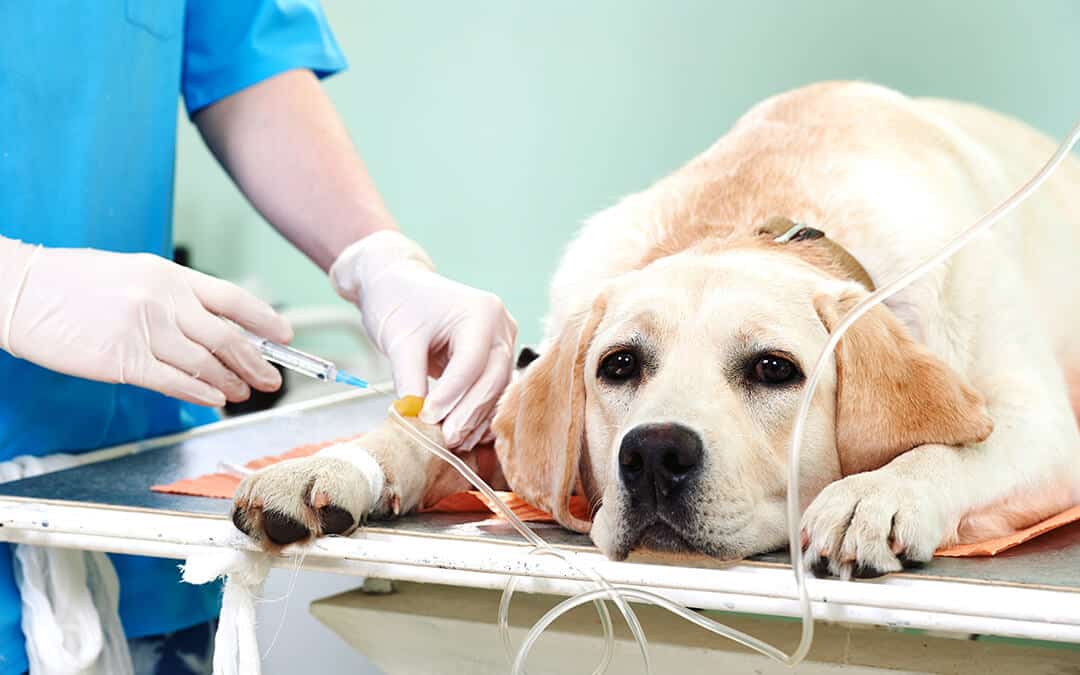 A dog being administered oxygen intravenously.