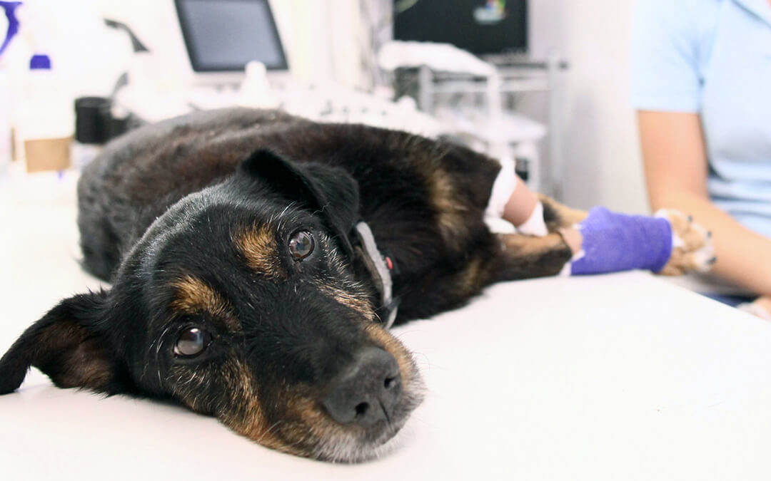 An injured dog laying on a veterinarian's table. The vet is in the background.