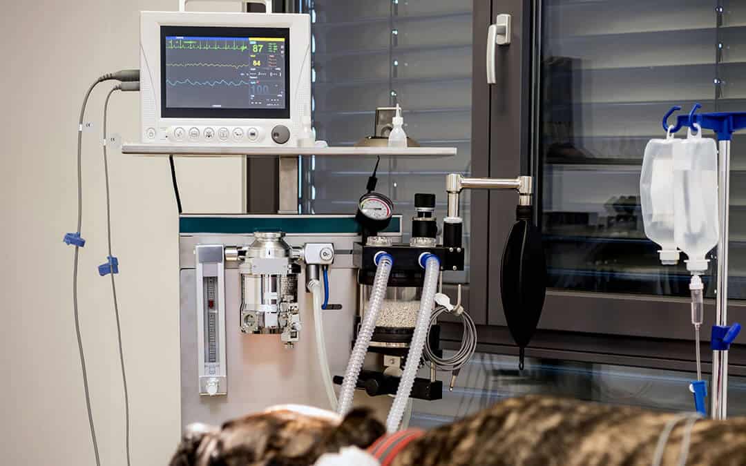 Dog intubated in small surgery room of veterinary clinic 