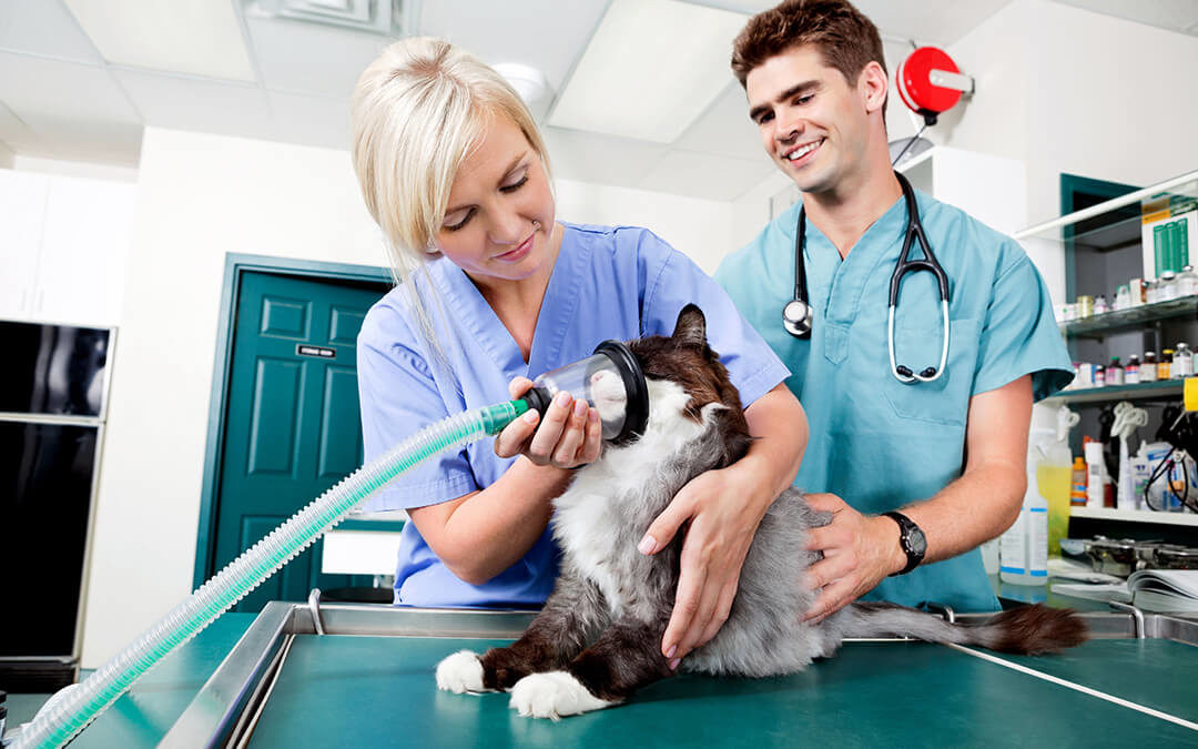 Vet preparing a cat for surgery.