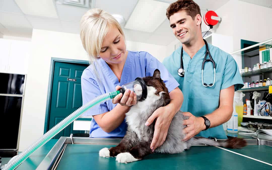 Veterinary Clinics Oxygen Therapy for Pets