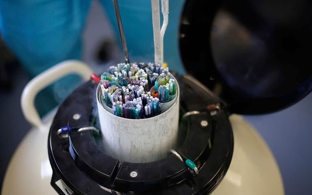 An embryologist pulls out of the dewar with liquid nitrogen straws with frozen embryos and egg cells