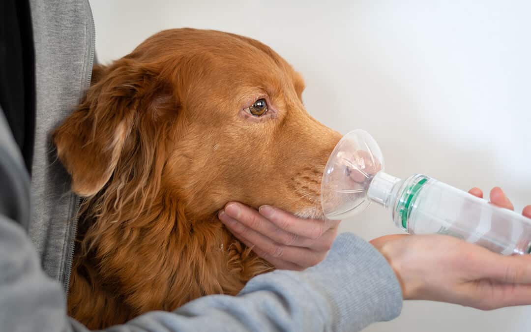 Dog treated with an asthma inhaler.