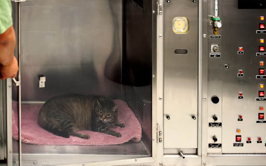 vet technician opens a door to an oxygen cage with a cat inside.