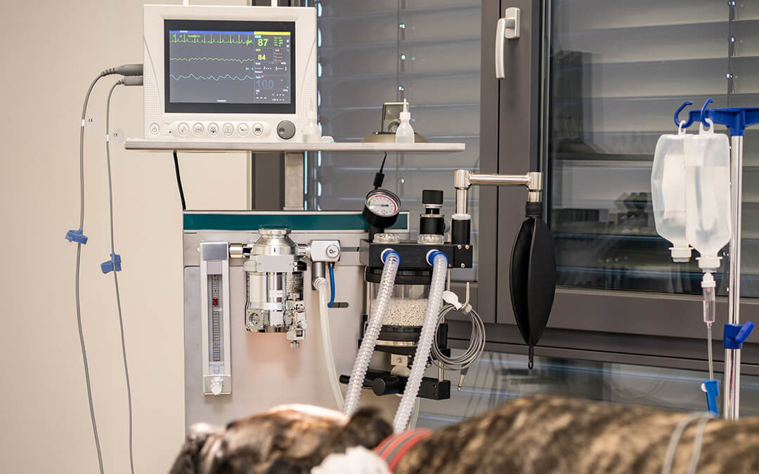 Dog intubated in surgery room of veterinary clinic