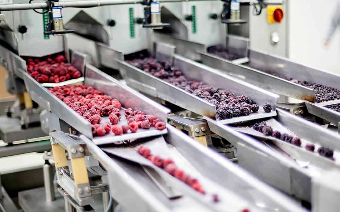 Raspberries and blackberries moving down silver conveyor belt