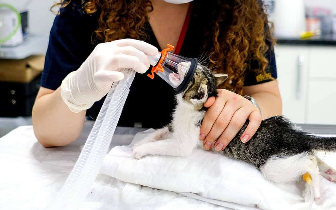 Oxygen therapy in Veterinary Medicine - Cat with oxygen mask