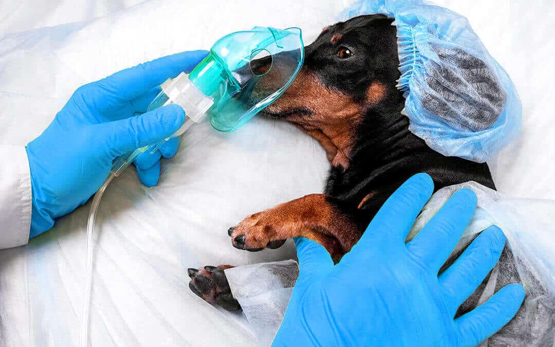 Oxygen therapy in Veterinary Medicine - Dachshund with oxygen mask