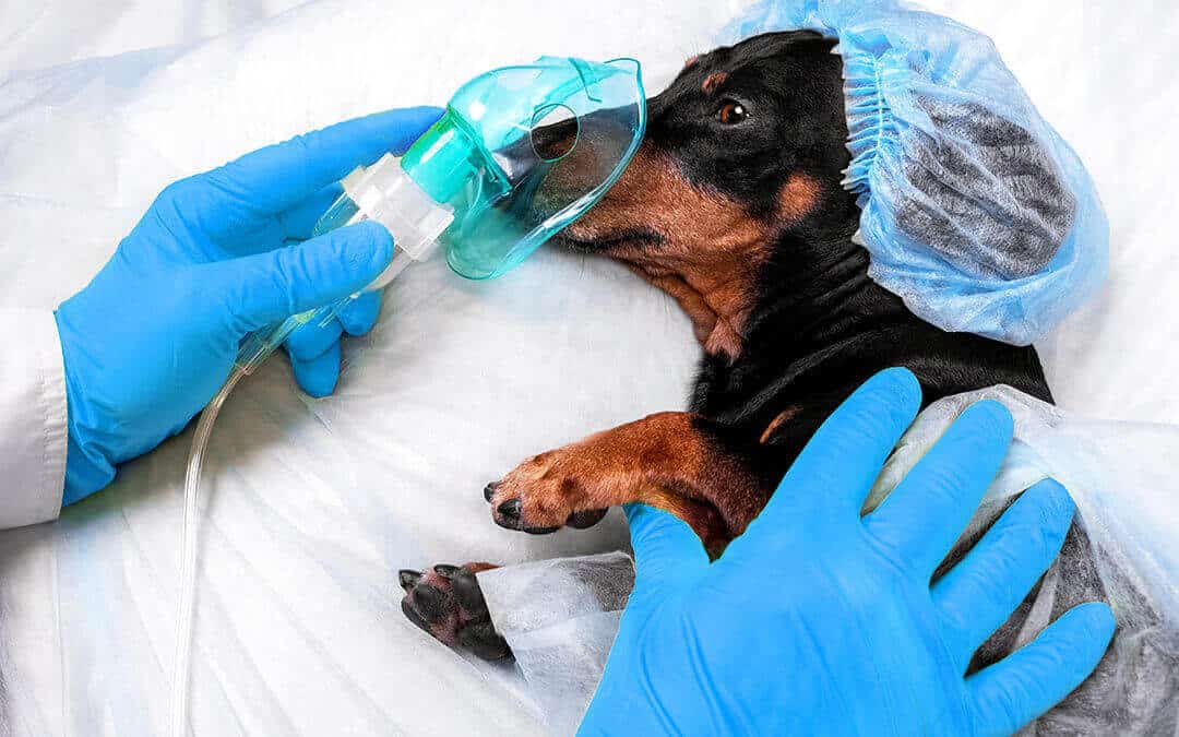 Oxygen Therapy In Veterinary Medicine | Dogs And Cats