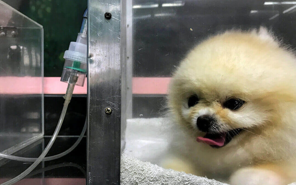 Oxygen Therapy in Veterinary Medicine Dogs and Cats