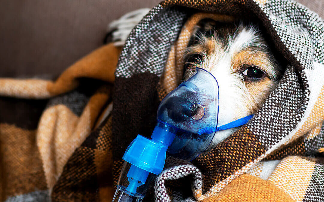 Oxygen therapy in Veterinary Medicine - Dog with oxygen mask