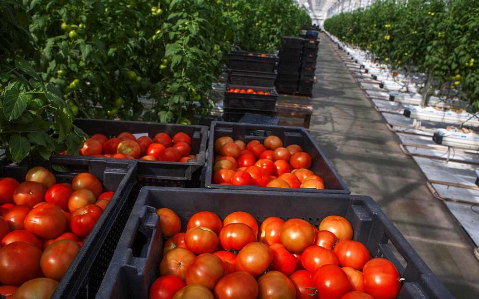 Why Do Farmers Add Carbon Dioxide To Their Greenhouses