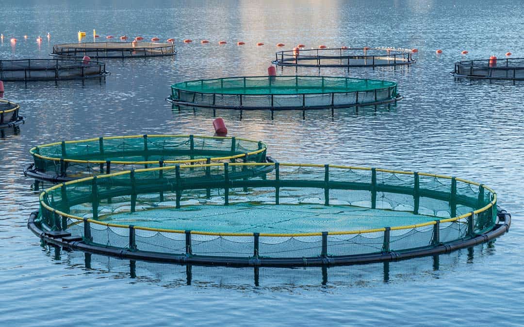 Aquaculture, fish farming, and use of liquid oxygen