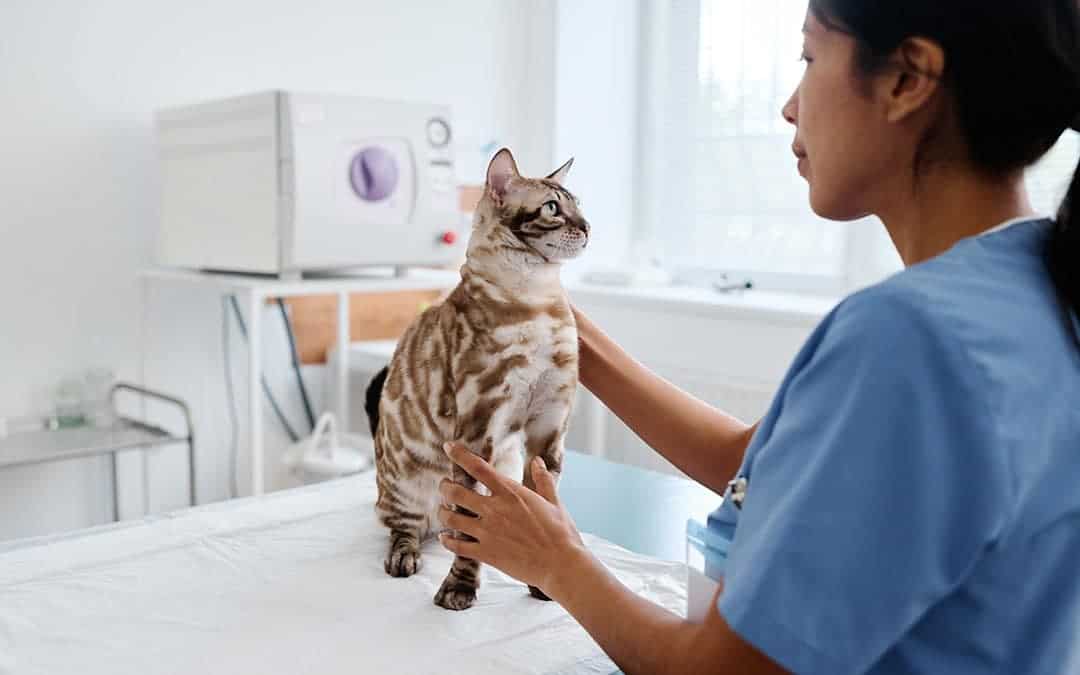Gas Use for Veterinary Clinics: technician holds cat
