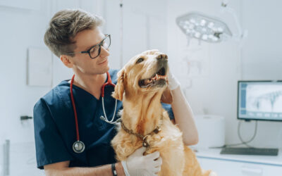 Innovations in Gas Use for Veterinary Clinics: Enhancing Animal Care