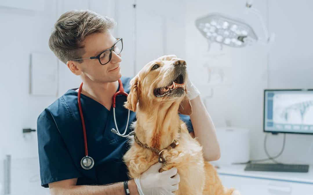 Gas Use for Veterinary Clinics: Vet petting a large dog