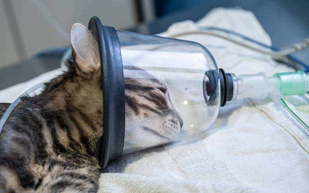 Pet Oxygen Masks: cat with mask on