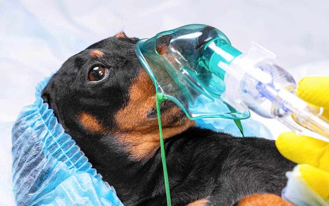 Pet Oxygen Masks: A Lifesaver For Our Furry Friends