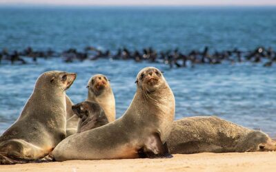 Research Suggests Seals Can Monitor Their Own Blood Oxygen Levels
